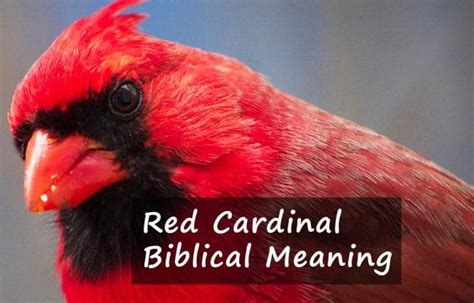 Red Cardinal Biblical Meaning A Symbolic Sign From God