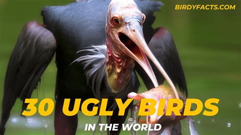 Ugly Bird Top 30 Ugliest Birds In The World Birdy Facts