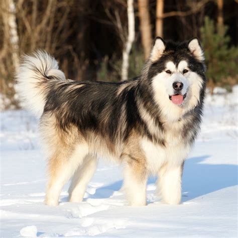 Snow Dog Breeds 20 Best Pups For Winter Adventures Outside Online