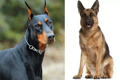 Doberman German Shepherd Mix A Forever Loyal Guard Dog