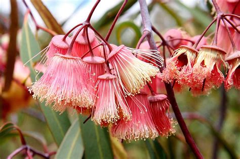 Eucalyptus synandra | Australian native flowers, Australian native plants, Australian flowers