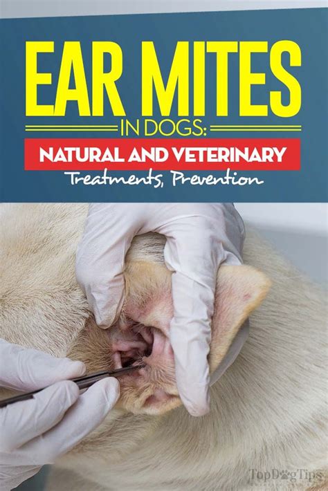Canine Ear Mite Treatmentsave Up To 15