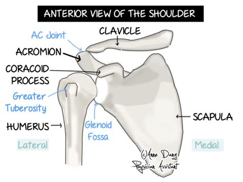 Webmd's shoulder anatomy page provides an image of the parts of the shoulder and describes its function, shoulder problems, and more. Shoulder - ISM Rehab - Burlington and Hamilton ...