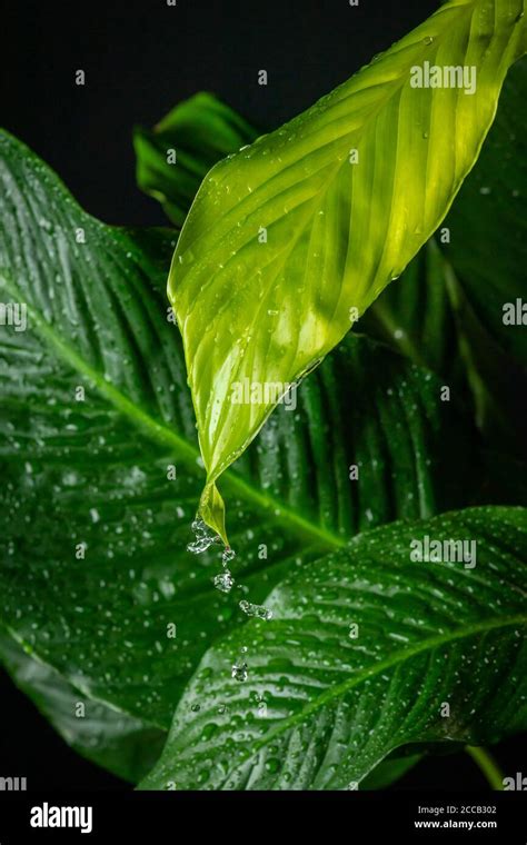 Drops Dripping Hi Res Stock Photography And Images Alamy