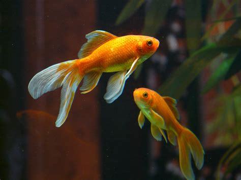 Veiltail Fish Goldfish · Free Photo On Pixabay
