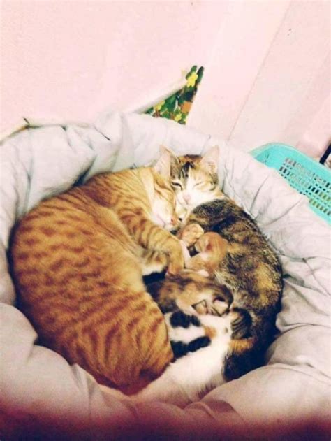 Father Cat Supports Exhausted Mom Cat Who Gave Birth In These 10