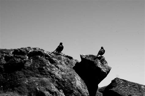 Schwarze Und Weiße Krähen Auf Felsen Kostenloses Stock Bild Public