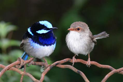 If he isn't around, they will peck at the glass and chatter until they get his attention. PETS AND ANIMALS: ♥ House Wren General Markings and ...