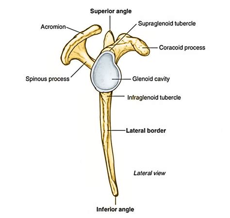 Scapula Parts Anatomical Position Features And Attachments