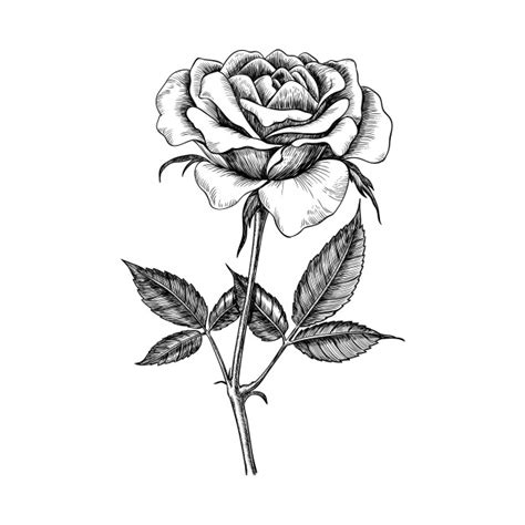 Show Me A Drawing Of A Rose
