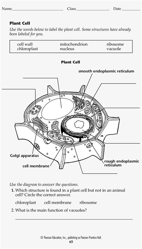 Animal And Plant Cell Labelling Worksheet Plant And Animal Cell