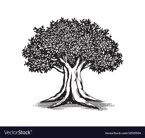 Oak Tree Logo Design Royalty Free Vector Image