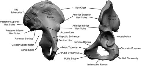 Posterior Pelvis Anatomy Muscles Pelvis And Perineum Clinical Gate