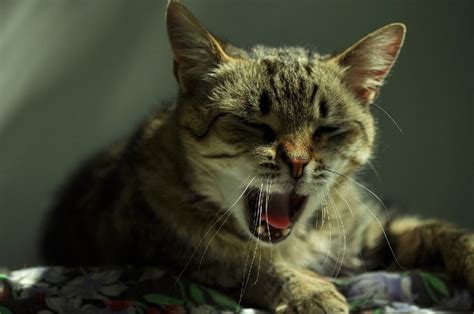 Kennel Cough In Cats Symptoms Treatment Causes And Diagnosis Excited