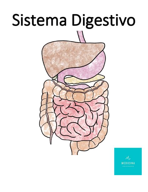 Sistema Digestivo 1st Ed Medicina Para Estudiantes
