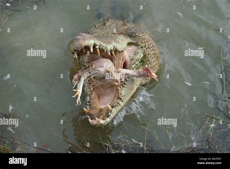 Saltwater Crocodile Eats Chicken Stock Photo 1406102 Alamy
