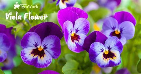 How To Grow And Care For Viola Flower In Your Garden