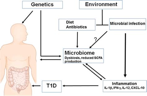 The Potential Role Of The Intestinal Microbiome In T1d Progression