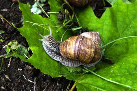 Виноградная улитка — отзывы. Негативные, нейтральные и положительные отзывы Картинка - Виноградная улитка — отзывы. Негативные, нейтральные и положительные отзывы