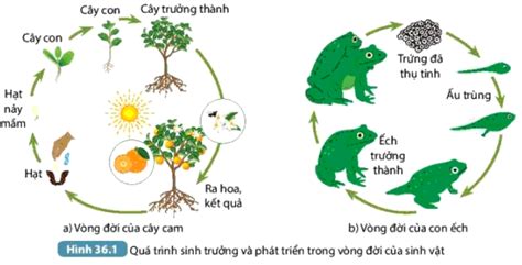 Bài 36 Khái Quát Về Sinh Trưởng Và Phát Triển ở Sinh Vật Lương Văn Hiếu