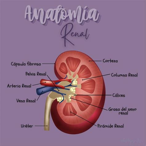 Anatomía Renal Dayanne Mariariel Gómez Herrera Udocz