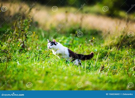 Hunting Cat Jumping Through Grass Stock Photo Image Of Background