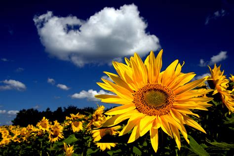 10 Excellent Spring Sunflower Desktop Wallpaper You Can Download It