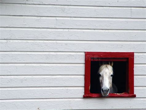 260 Horse Looking Out Barn Window Stock Photos Free And Royalty Free