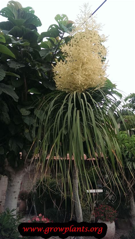 Ponytail Palm How To Grow And Care