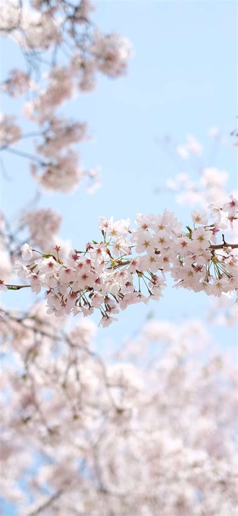 Cherry Blossoms Iphone Wallpapers Free Download