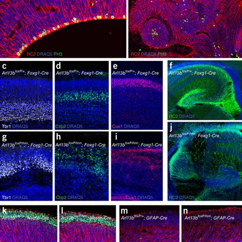 Disrupted Cortical Layer Formation In Arl13b Mutantsad The Reversal