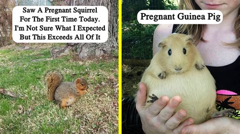 Times People Spotted An Adorable Pregnant Animal And Just Had To Take A
