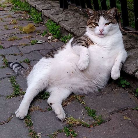 The Iconic Laid Back Cat Was Immortalized With His Own Statue At His