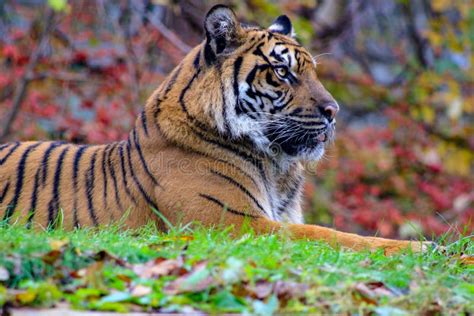The Portrait Of Sumatran Tiger A Beautiful Animal That Is Endangered