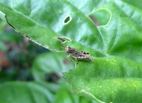 Grasshoppers are a group of insects belonging to the suborder caelifera. Grasshoppers and Flea Beetles - IPM Pest Advisories