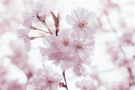 74 Background Flower Sakura Images Pictures MyWeb