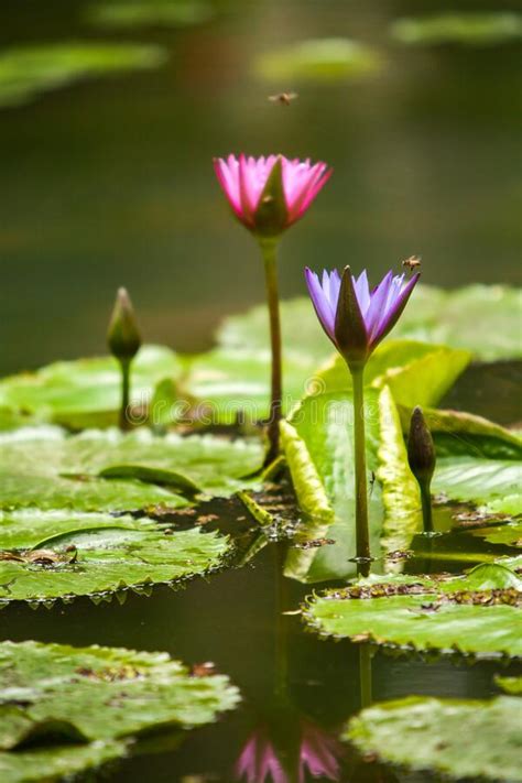 Lotus Flower Nelumbo Nucifera Stock Image Image Of Green Flower