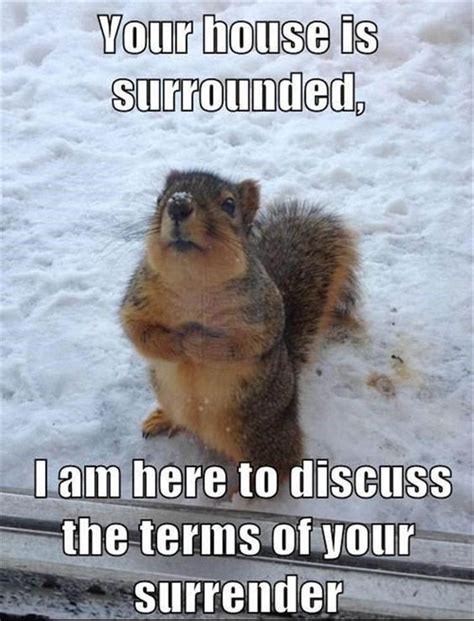 Funny Squirrel Nuts Pictures