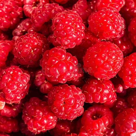 Fresh Sweet Raspberries Close Up Raspberry Fruit Background Mac Stock