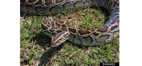 Python Molurus Ssp Bivittatus Burmese Python Invasive Species