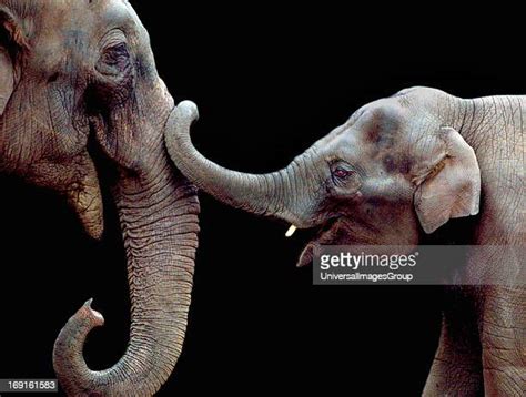 Elephant Breeding Photos And Premium High Res Pictures Getty Images