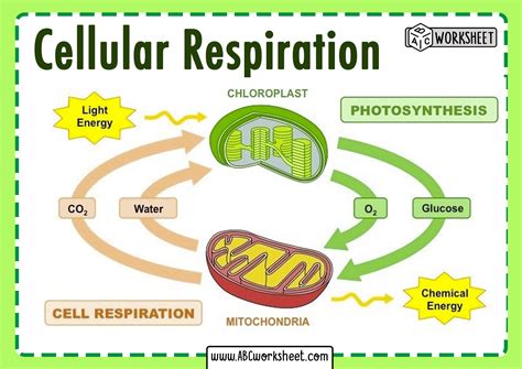 The Steps Of Cellular Respiration