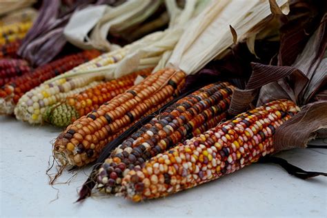 Mexico Ultimately Bans The Use Of Gmo Corn And Monsantos Glyphosate