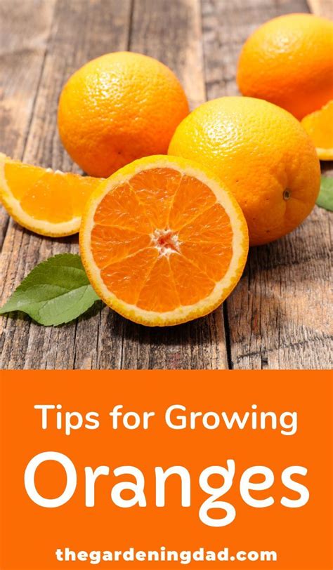 Orange trees can grow in the ground in warm, temperate climates or indoors in containers in cooler climates. How to Grow Orange Trees in Pots (10 EASY Tips) in 2020 ...