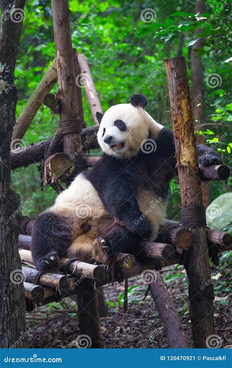 Giant Panda Lying Down On Wood In Chengdu Sichuan Province China