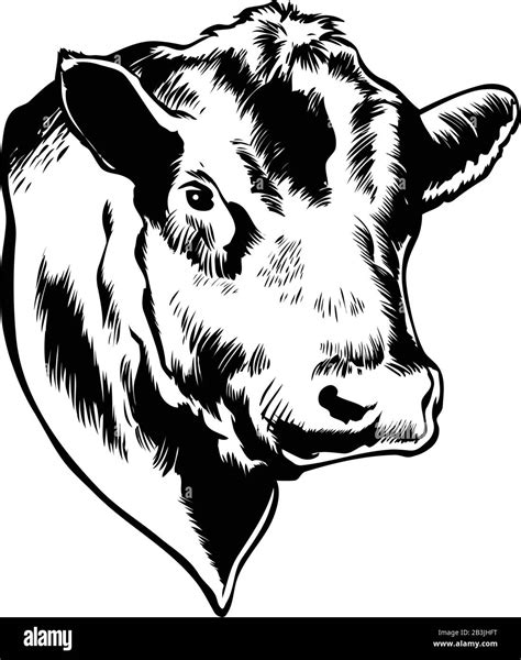 Bull Head Vector Illustration Stock Vector Image And Art Alamy