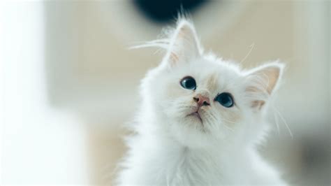 Download Wallpaper 2048x1152 Kitten Pet Glance White Cute Fluffy