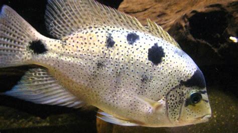 Vieja Argentea Cichlid 5 Inches Long Fish At 800 Rupees In Available