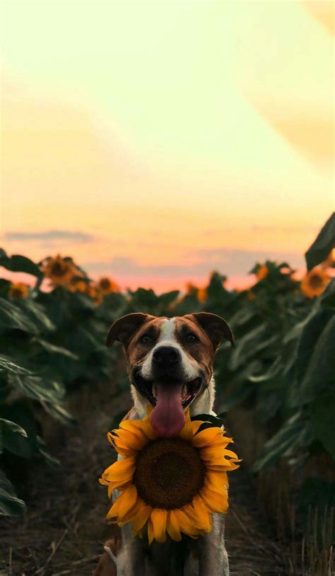 Unduh 300 Cute Dog Wallpaper Iphone Aesthetic Foto Terbaik Postsid