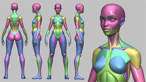 Cubebrush Curated Digital Assets And Resources 3d Anatomy Model Human Anatomy Drawing Female